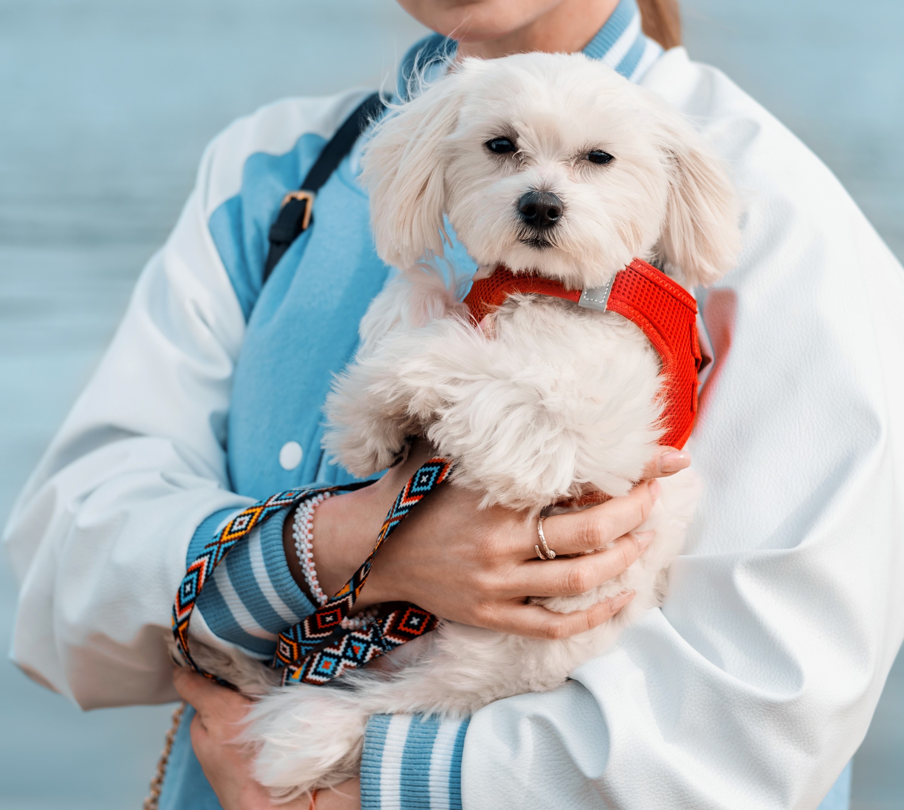 Dog 2